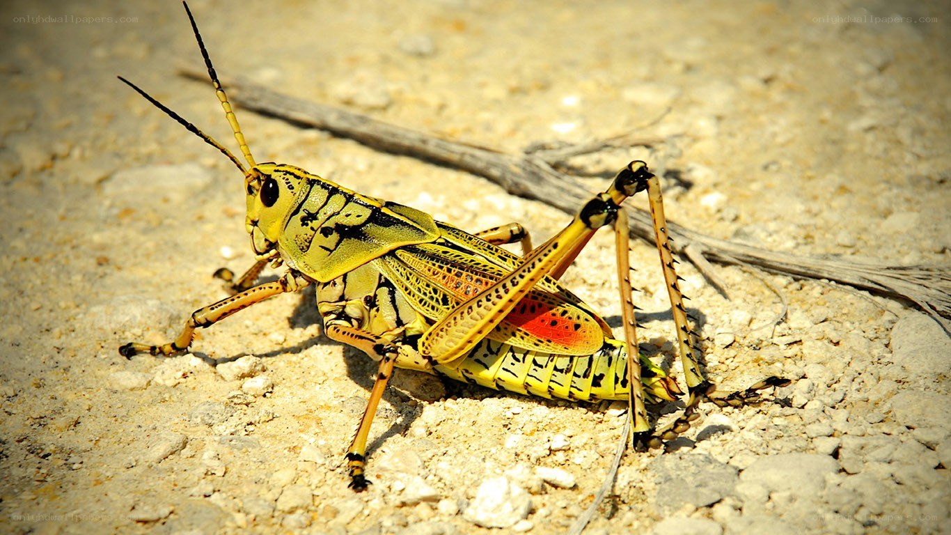 yellow grasshopper on sand