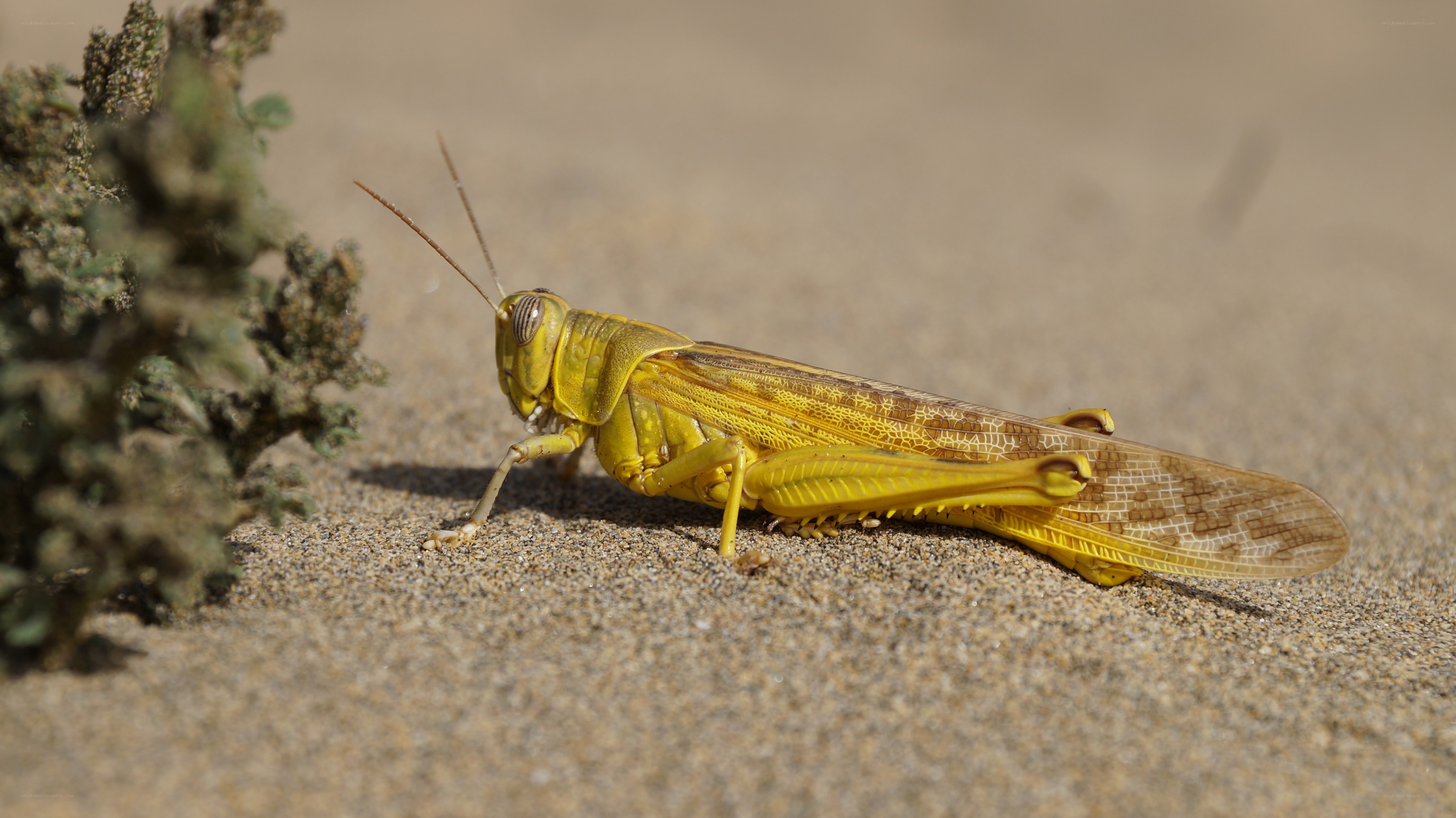 yellow grasshopper on sand