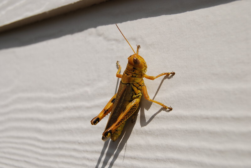 yellow grasshopper on white surface