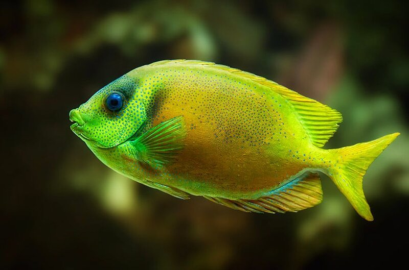 Yellow-green Fish