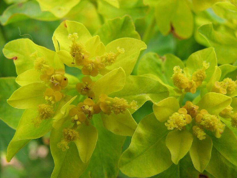 Yellow-green Flower Cluster