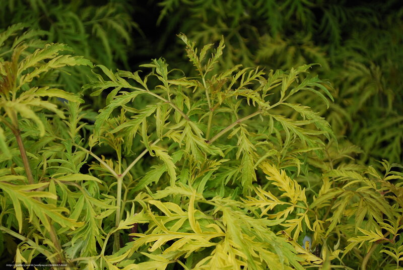 Yellow-green Leafy Plant