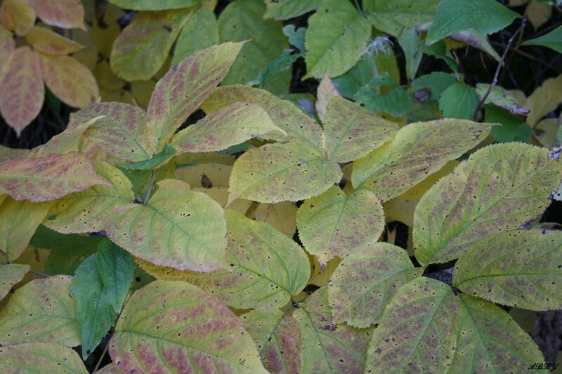 Yellow-green Leaves