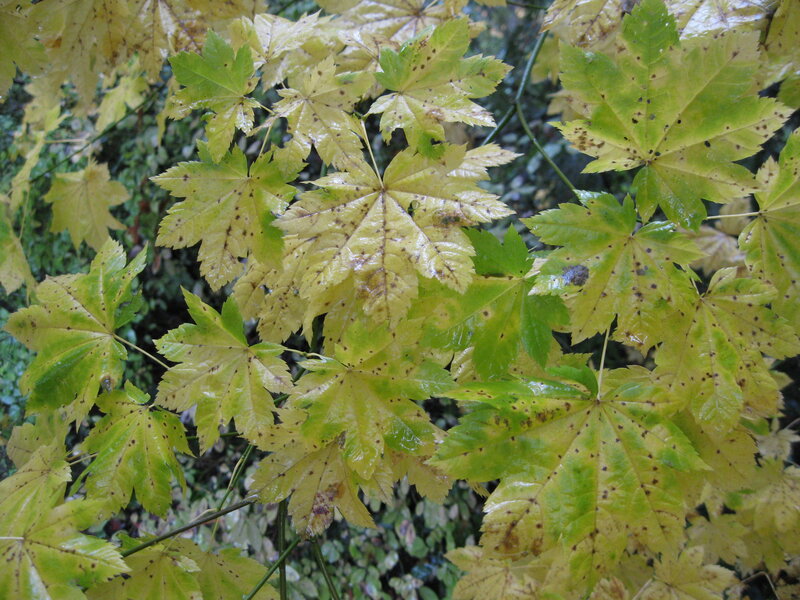 yellow-green maple leaves