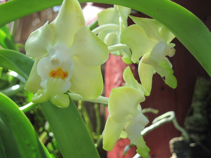 Yellow-green Orchid Flowers