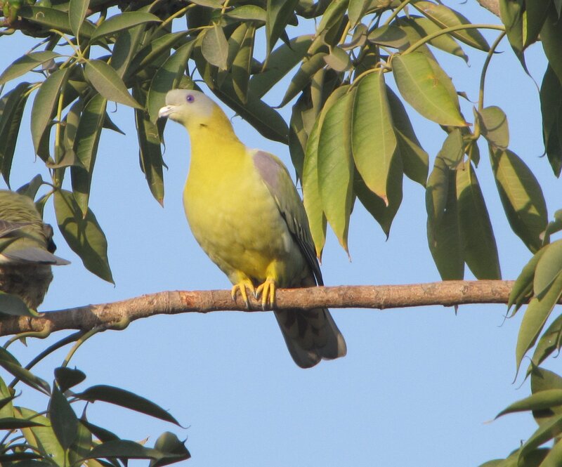 Yellow-green Pigeon