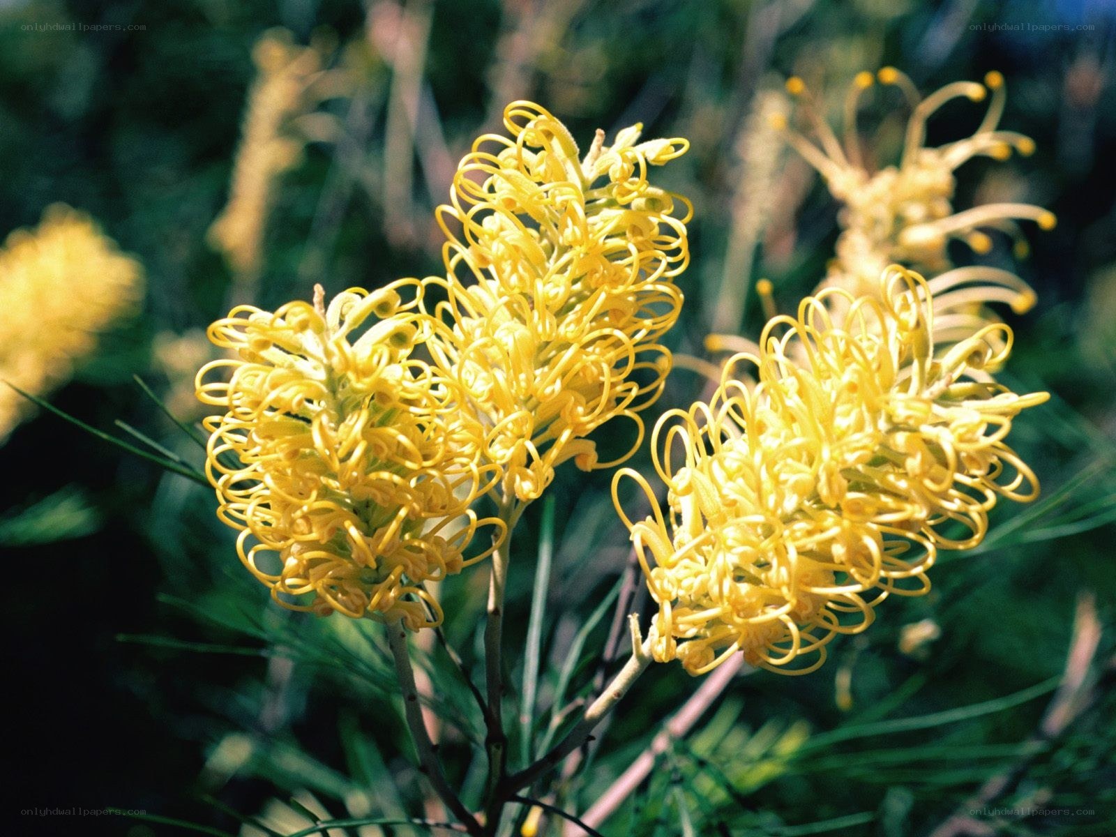 Yellow Grevillea flowers