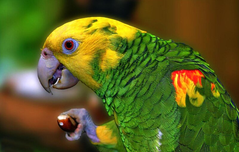 Yellow-headed Amazon Parrot