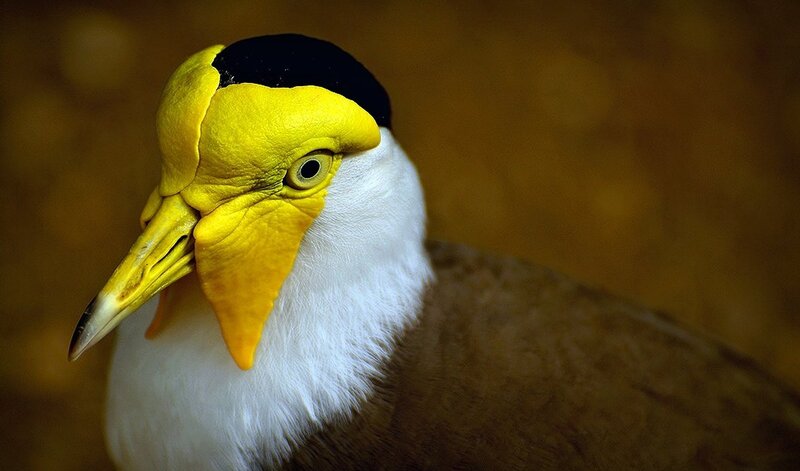 Yellow-headed Bird — Yellow, Dramatic