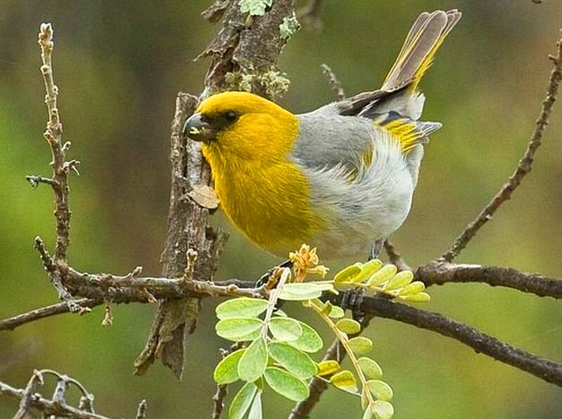 Yellow-headed Bird — Yellow