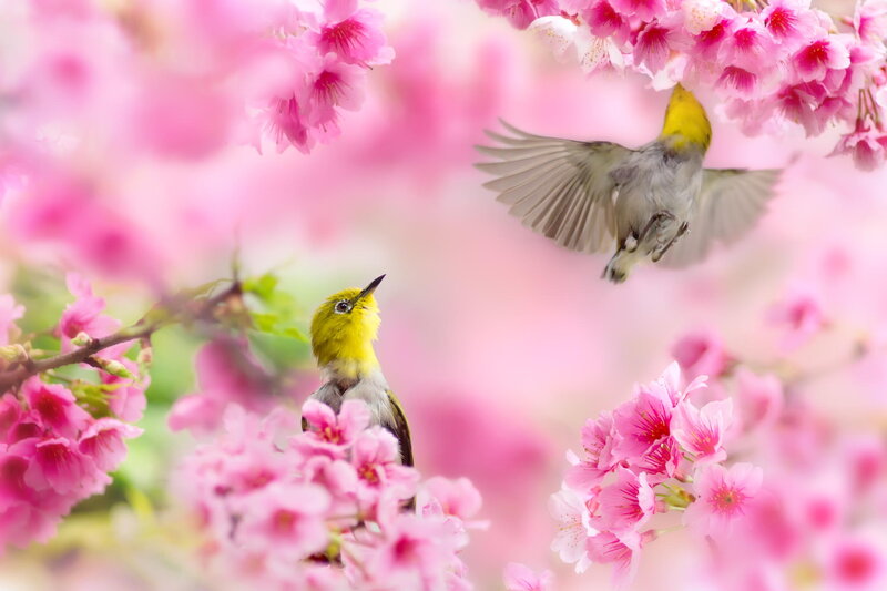 Yellow-headed Birds in Flowers