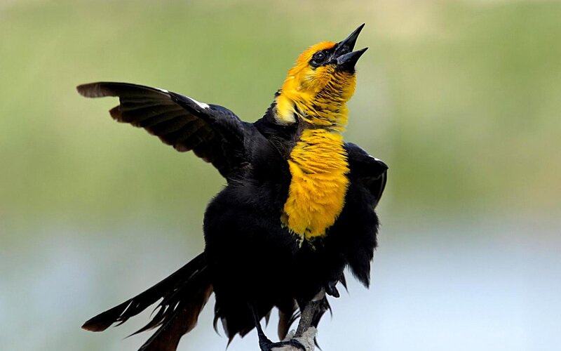 Yellow-headed Blackbird — Black, Active