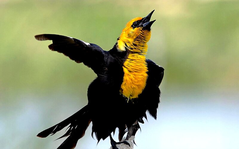 Yellow-headed Blackbird — Black, Alert, Afternoon