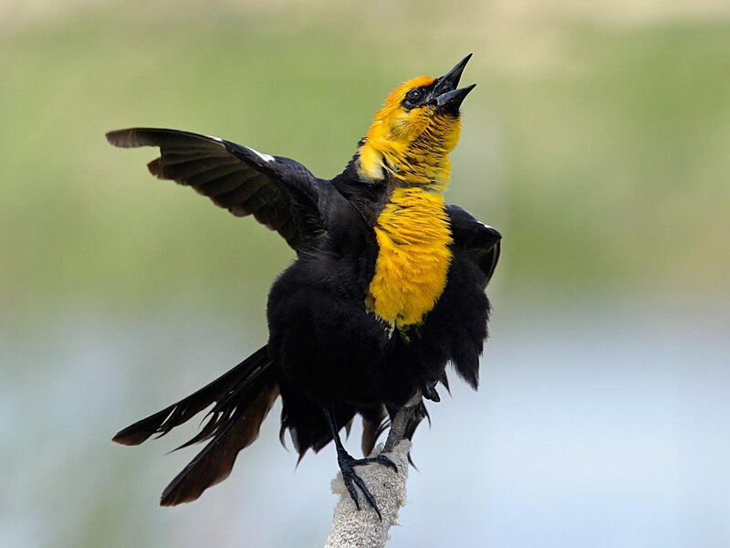 Yellow-headed Blackbird — Black, Alert