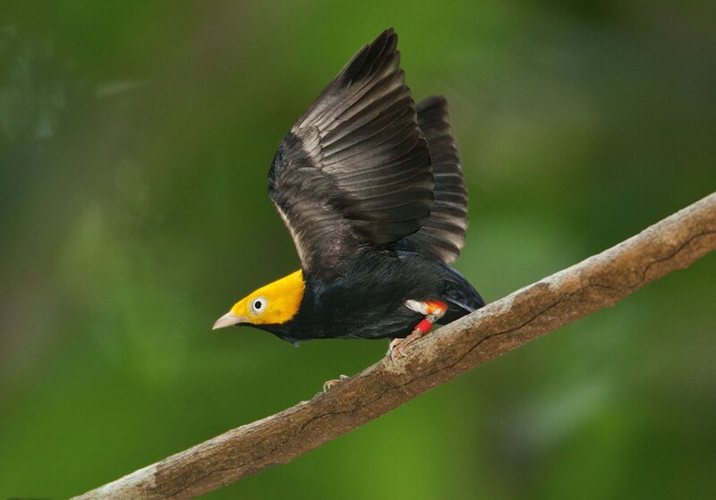 Yellow-headed Blackbird — Black, Natural