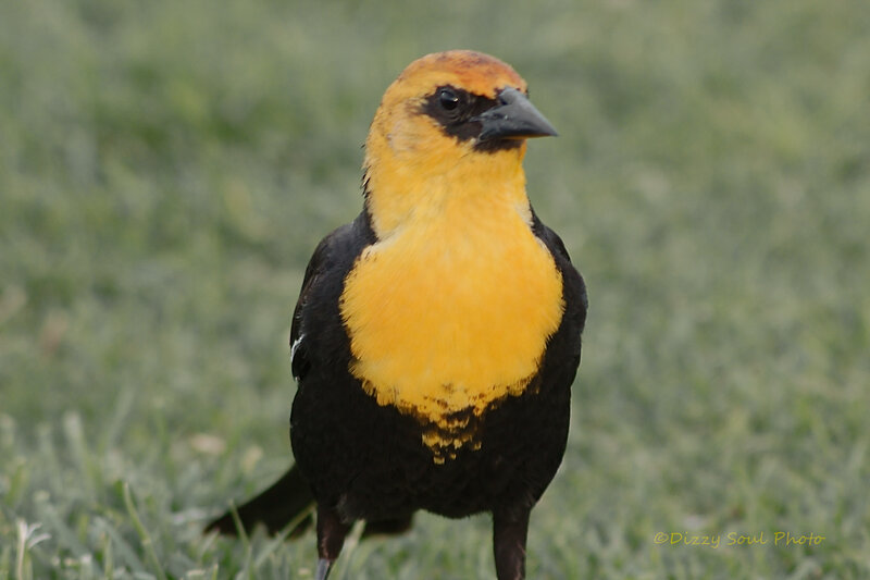 Yellow-headed Blackbird — Black
