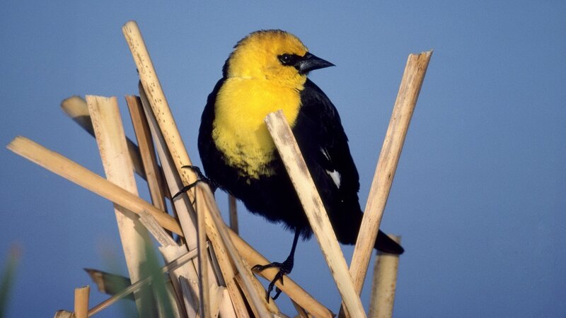 yellow-headed blackbird perched