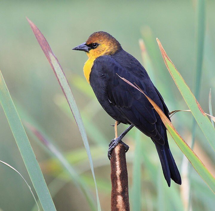 yellow-headed blackbird perched