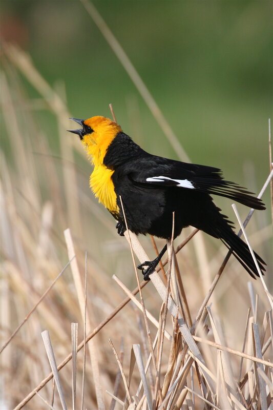 Yellow-headed blackbird singing