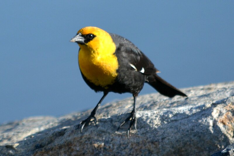 Yellow-headed Blackbird — Yellow, Calm