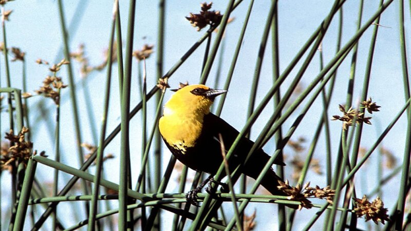Yellow-headed Blackbird — Yellow, Natural