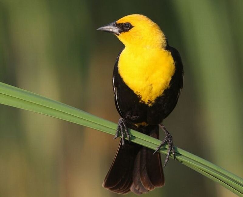 Yellow-headed Blackbird — Yellow