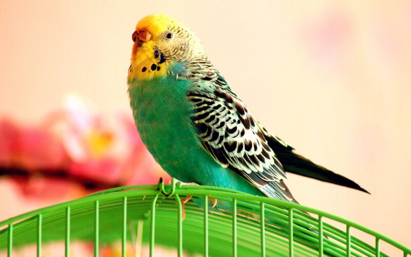 Yellow-headed Parakeet