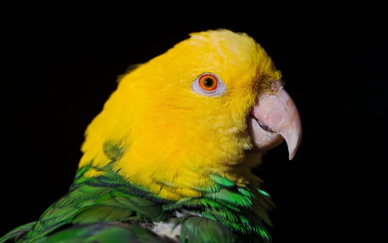 yellow-headed parrot close-up