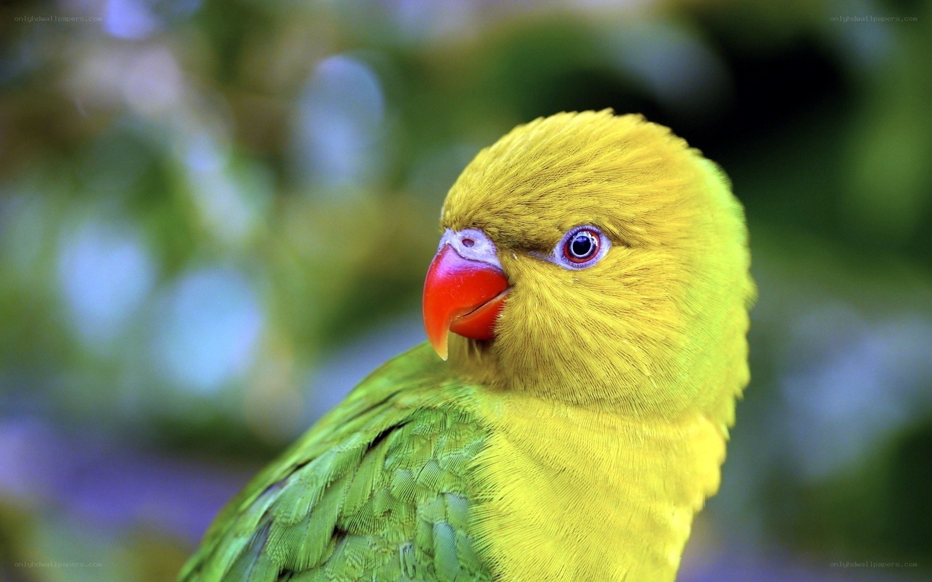 yellow-headed parrot portrait