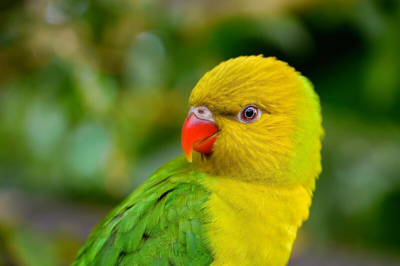 Yellow-headed Parrot — Yellow