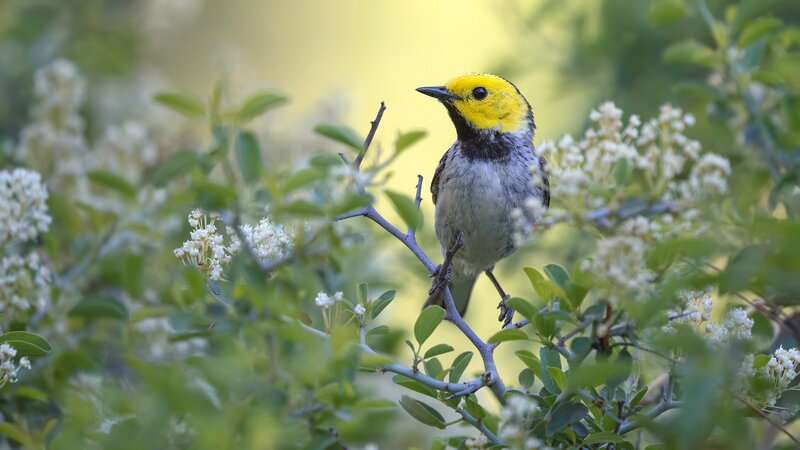 Yellow-headed Warbler