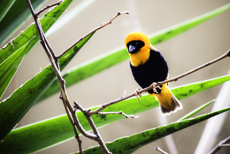 Yellow-headed Weaver Bird
