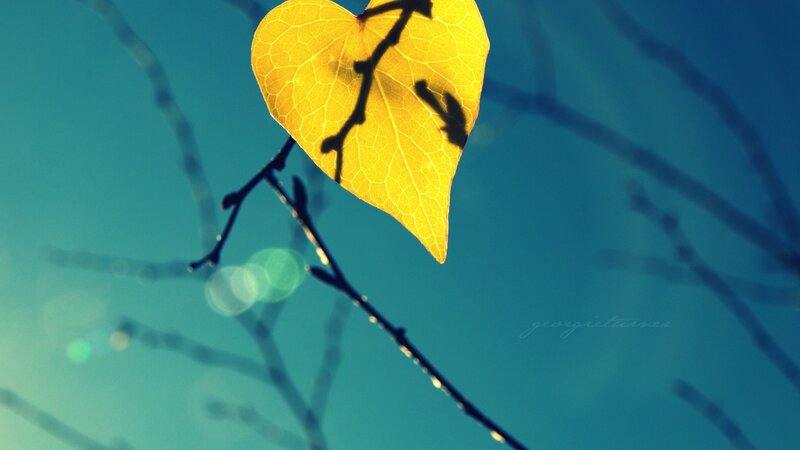 Yellow Heart-shaped Leaf — Serene