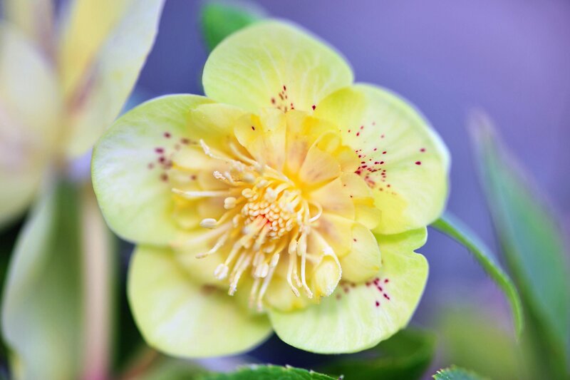 Yellow Hellebore Flower — Calm