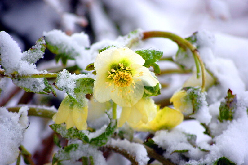 Yellow Hellebore Flower