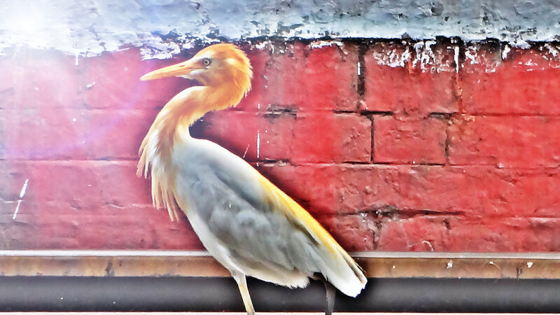 Yellow Heron on Wall