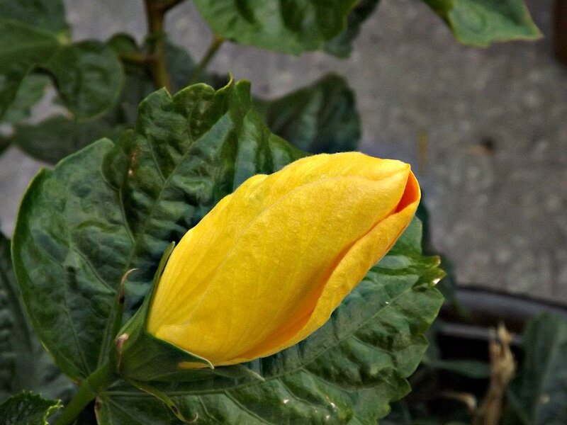 Yellow Hibiscus Bud