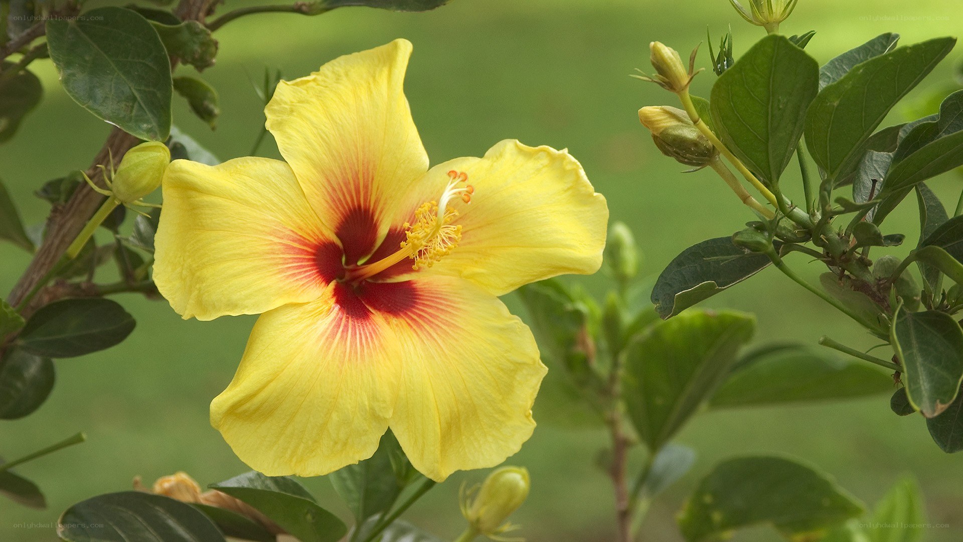 Yellow hibiscus flower
