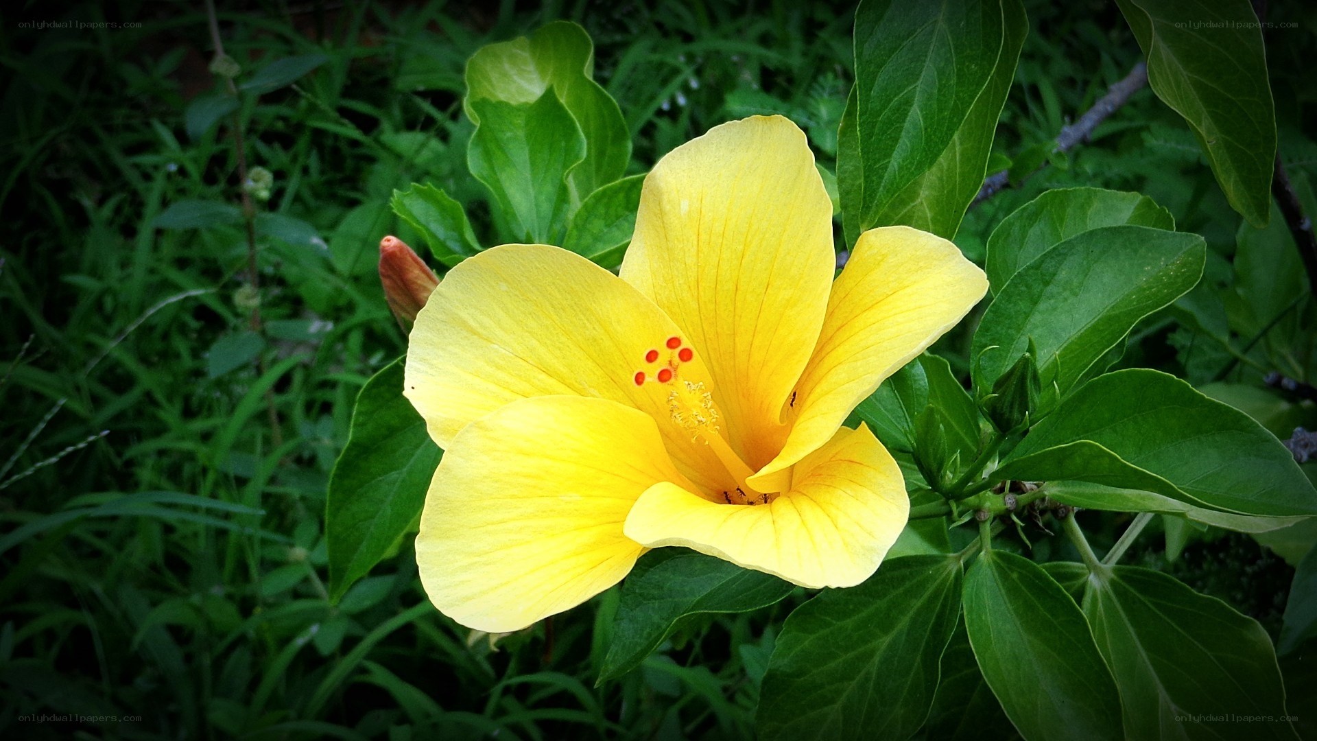 yellow hibiscus flower