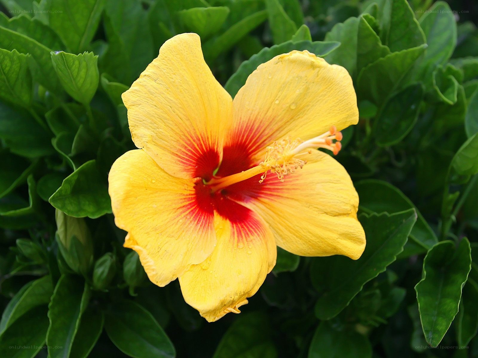 yellow hibiscus flower