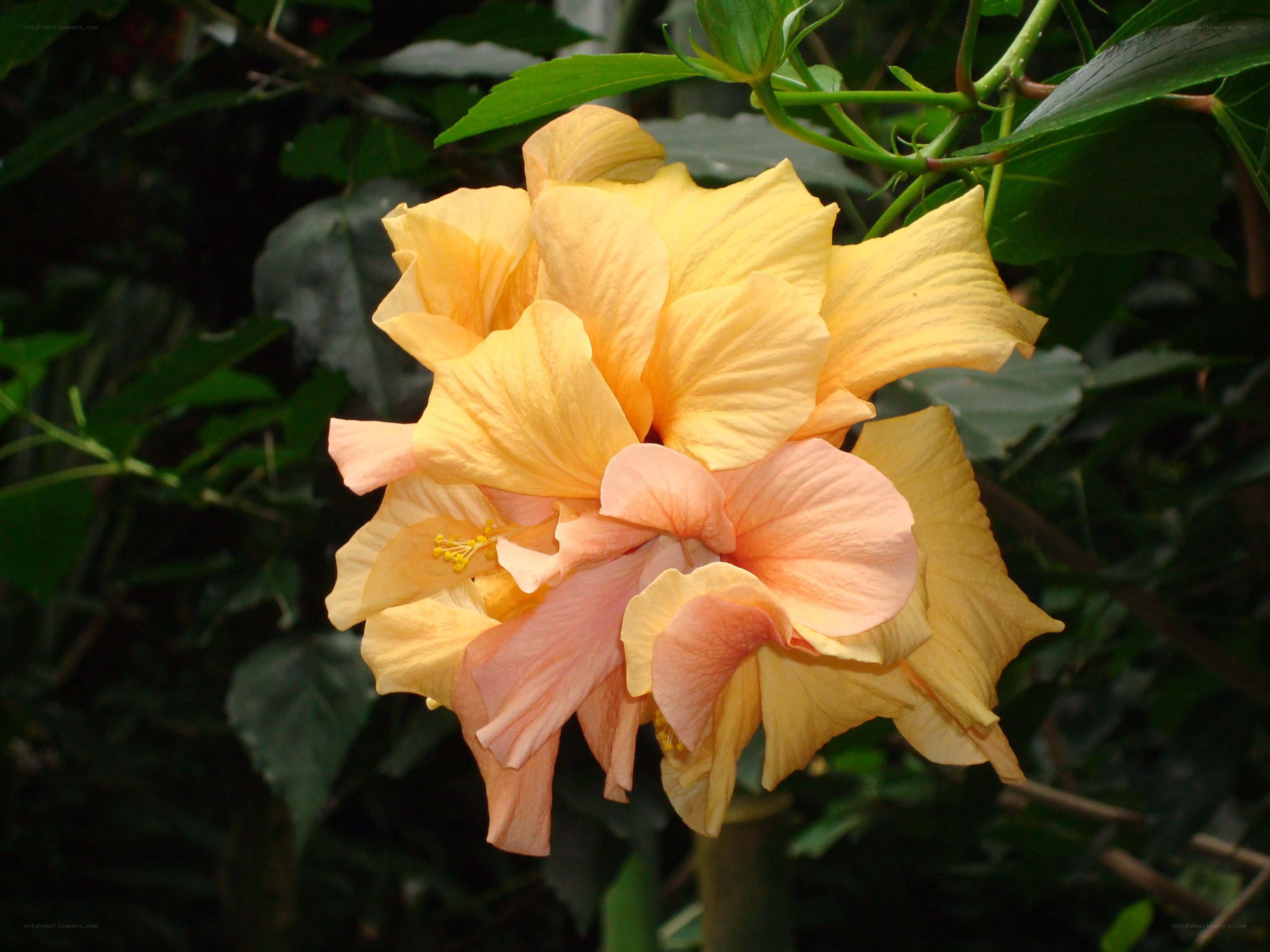 yellow hibiscus flower