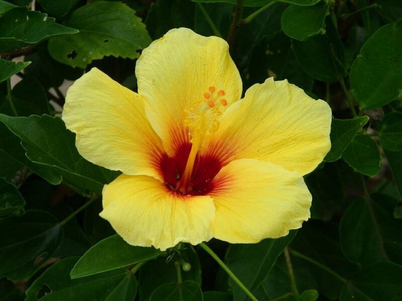 yellow hibiscus flower
