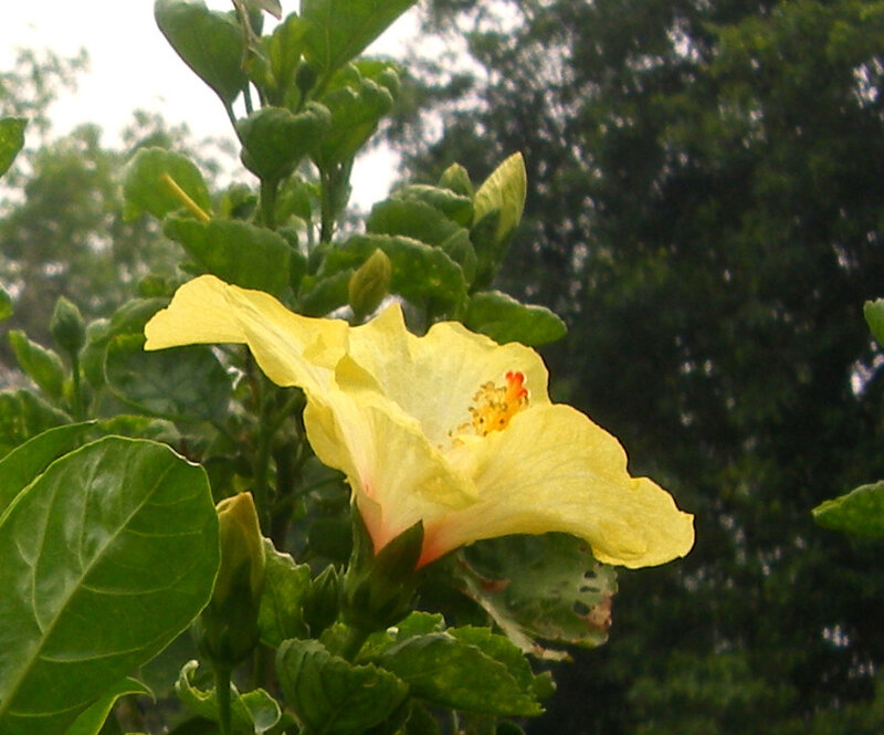yellow hibiscus flower
