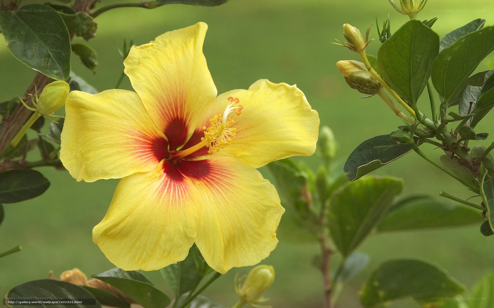 Yellow hibiscus flower