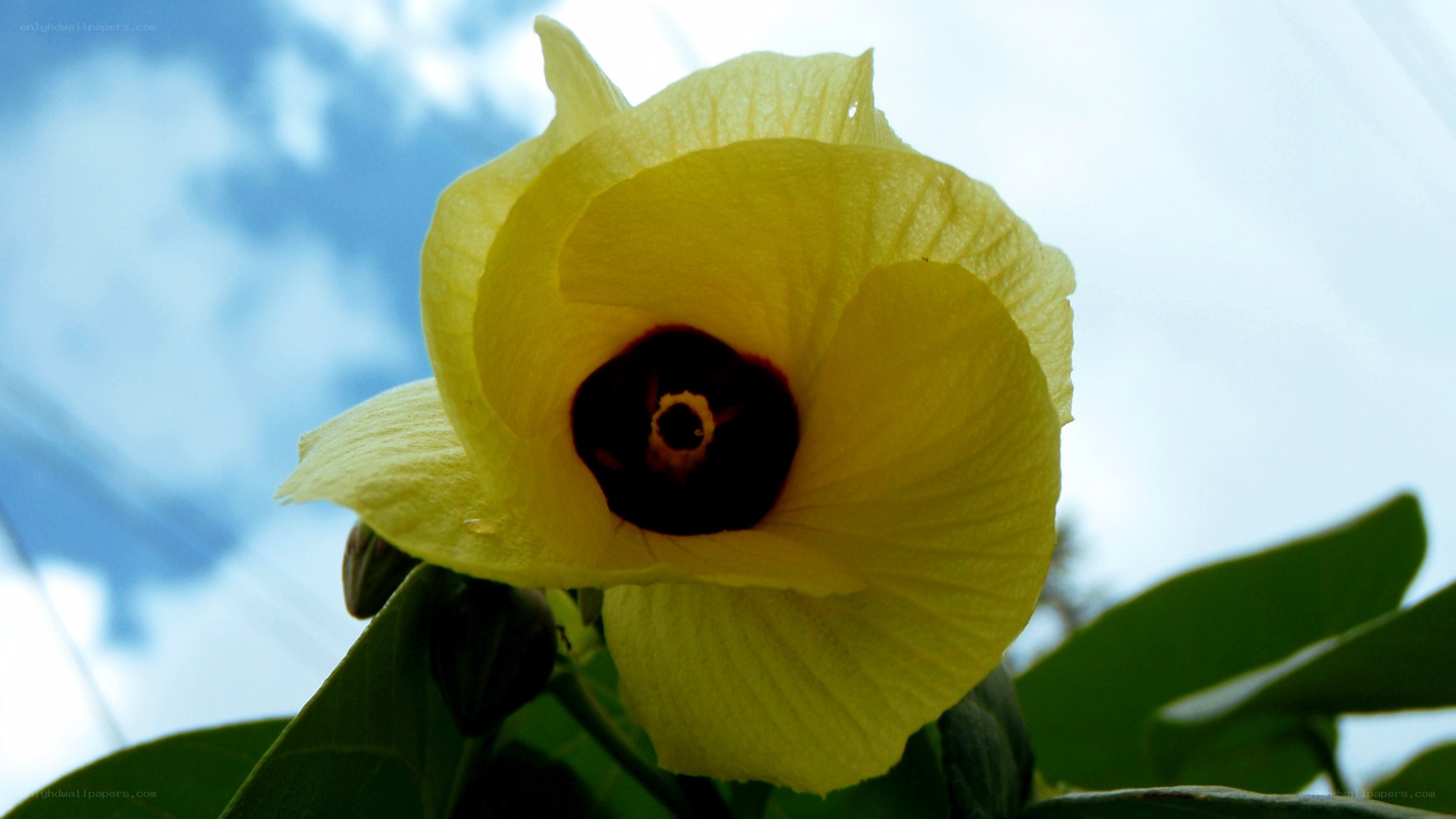 Yellow hibiscus flower