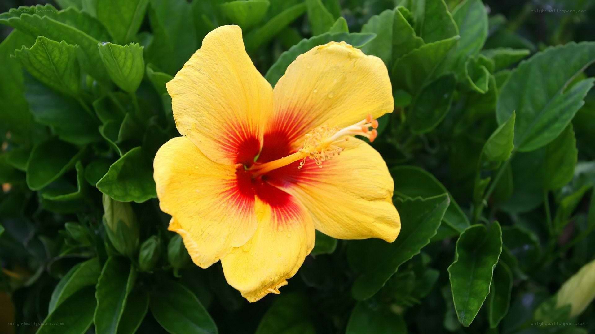 yellow hibiscus flower