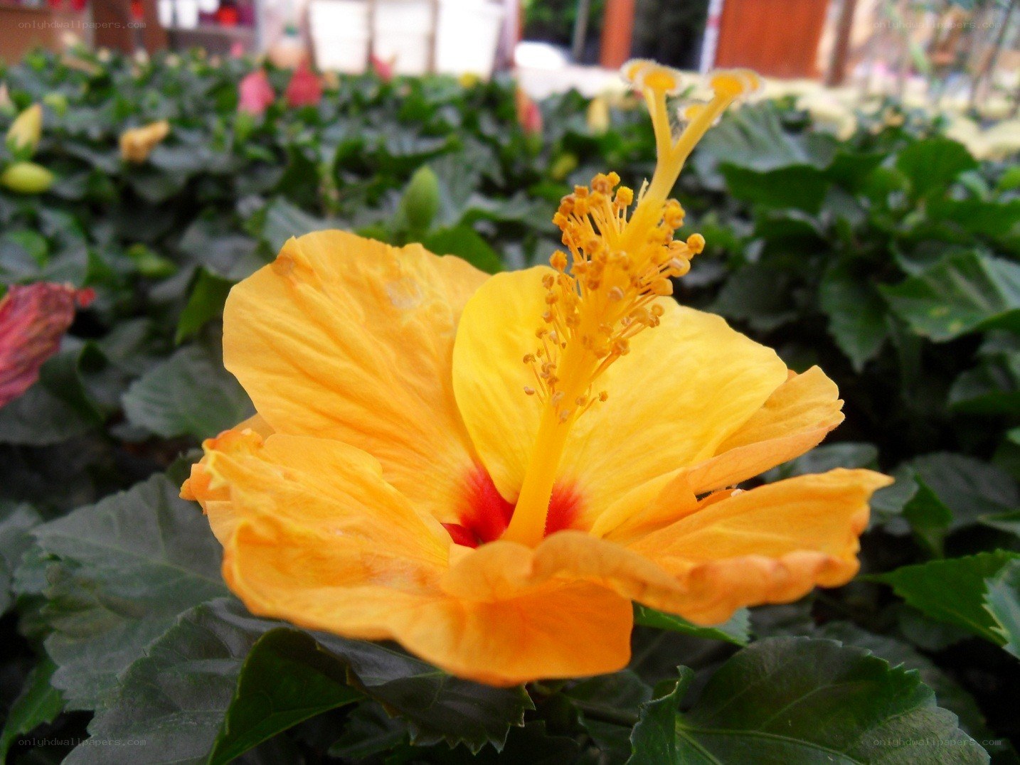 Yellow hibiscus flower