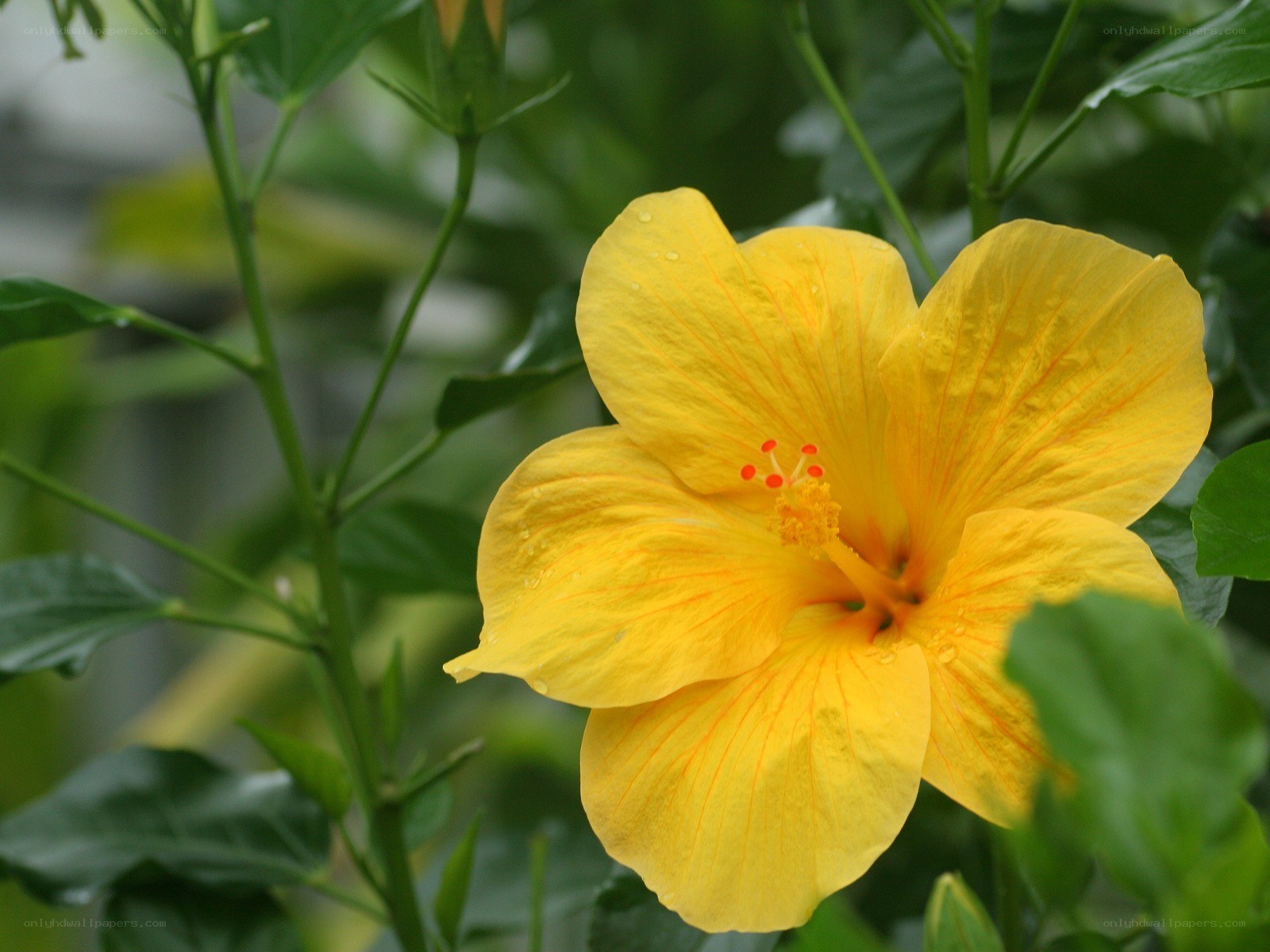 yellow hibiscus flower