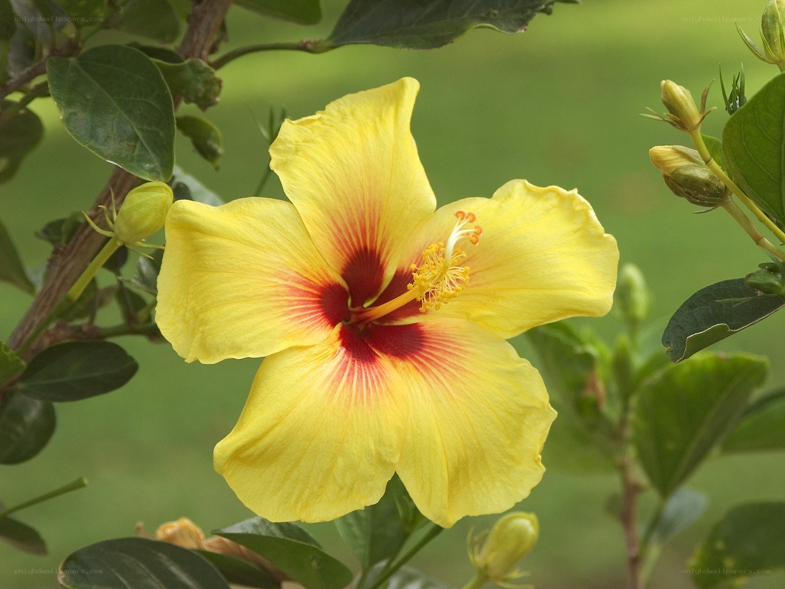 yellow hibiscus flower