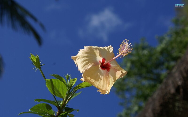 Yellow Hibiscus Flower — Blue